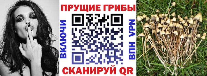 Галлюциногенные грибы Psilocybe  цены наркотик  Будённовск 